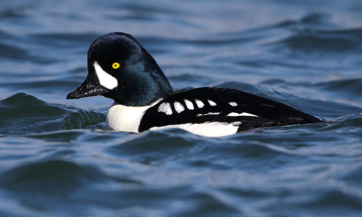 Barrow's Goldeneye - ML651991199