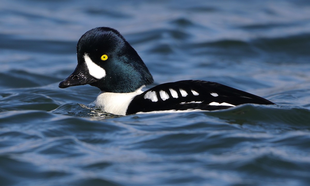 Barrow's Goldeneye - ML651991200
