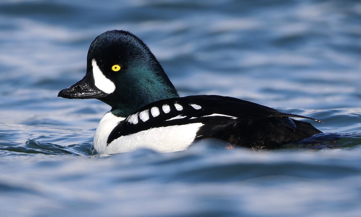 Barrow's Goldeneye - ML651991201