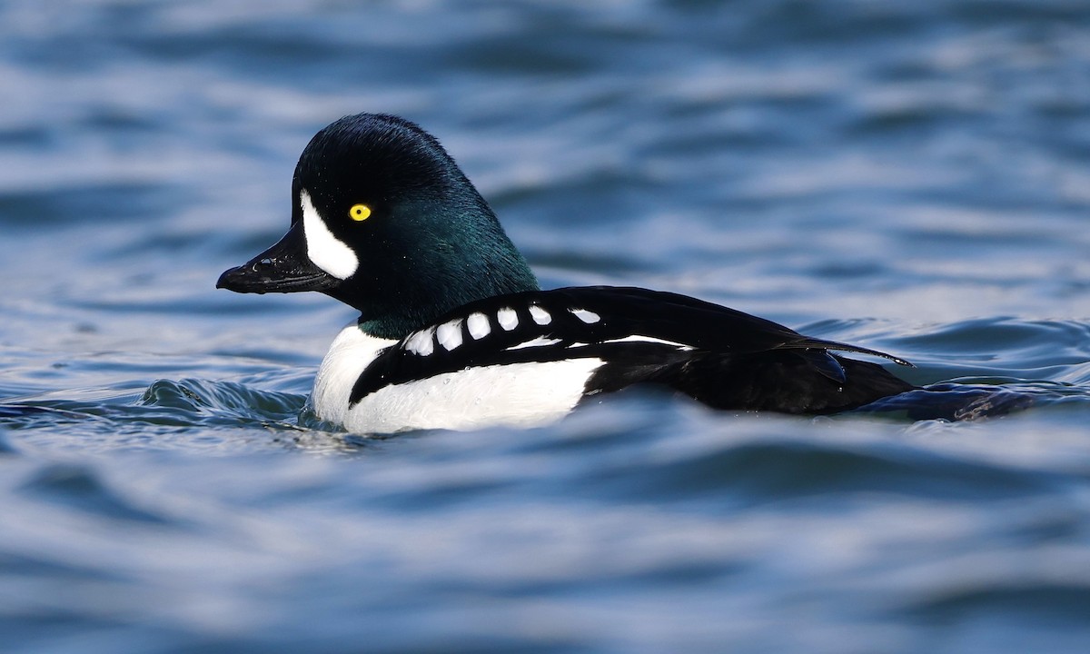 Barrow's Goldeneye - ML651991204