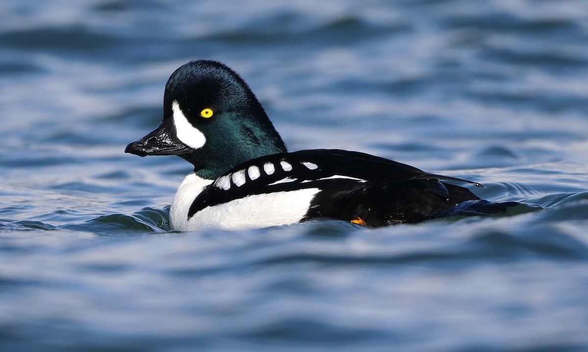 Barrow's Goldeneye - ML651991205