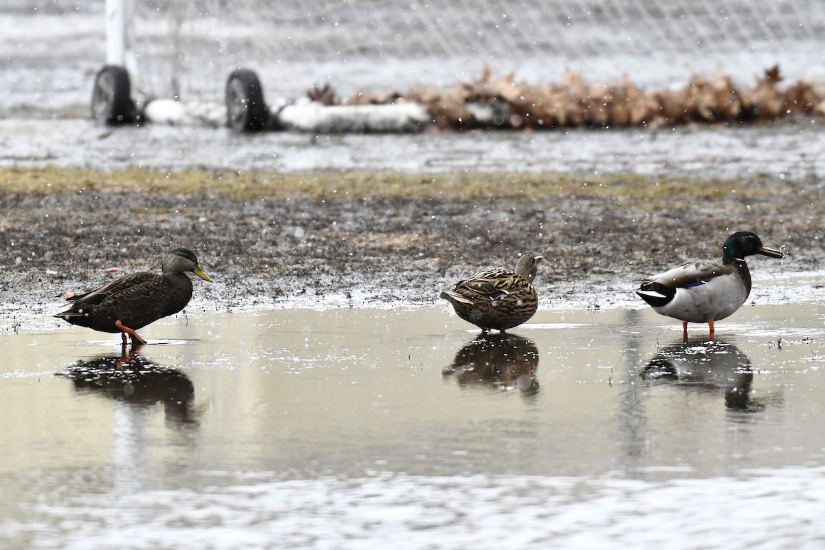미국오리 - ML651991443
