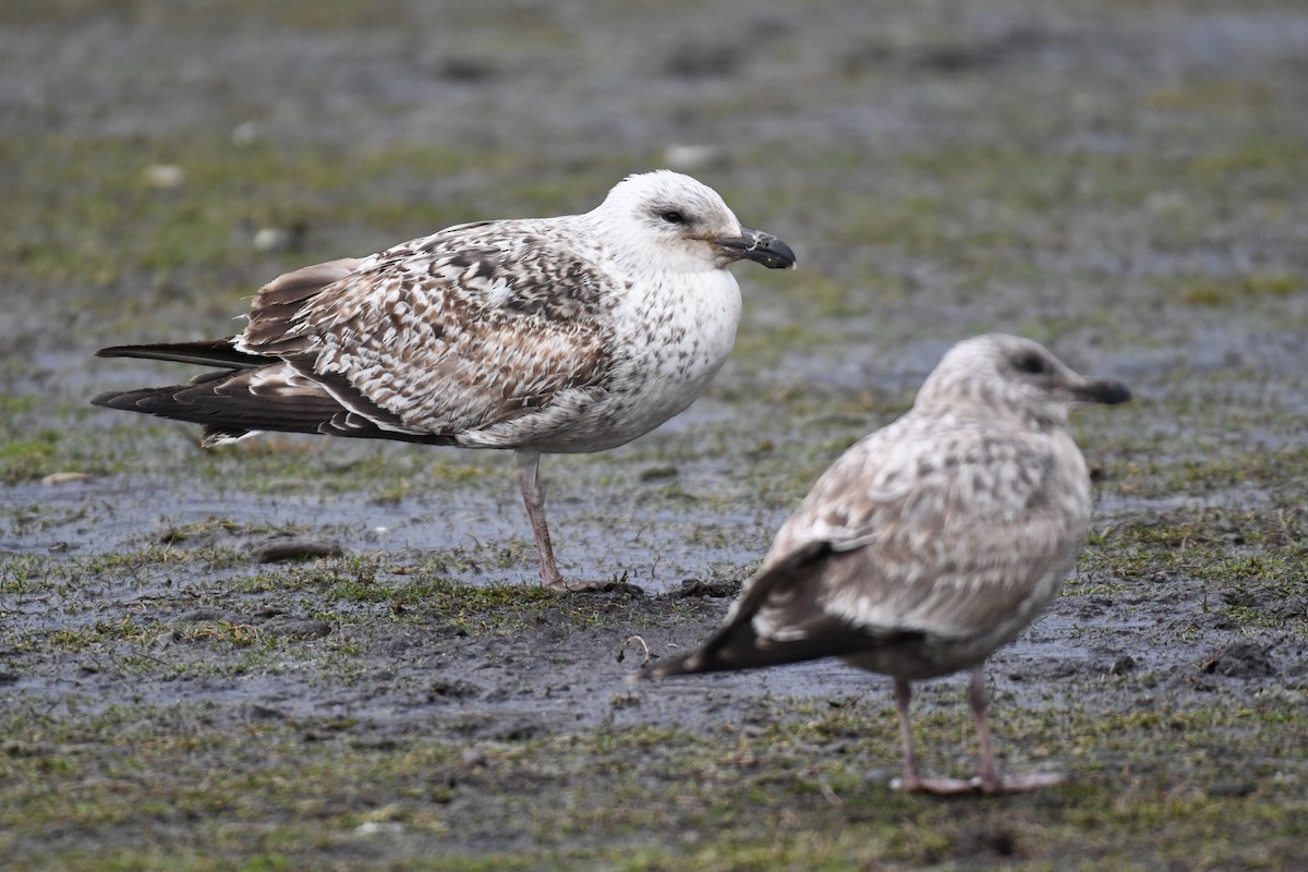 Great Black-backed Gull - ML651991449