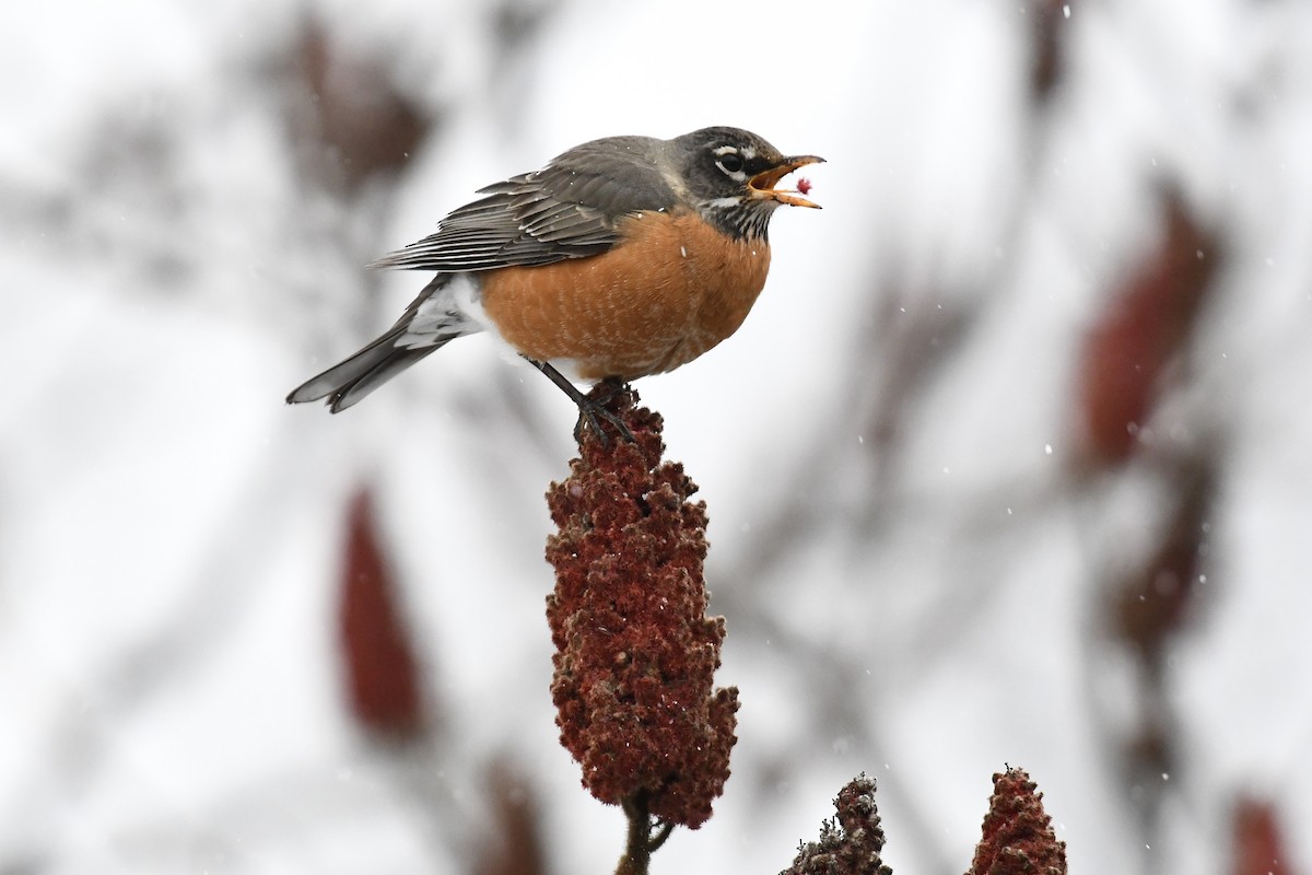 American Robin (migratorius Group) - ML651991474