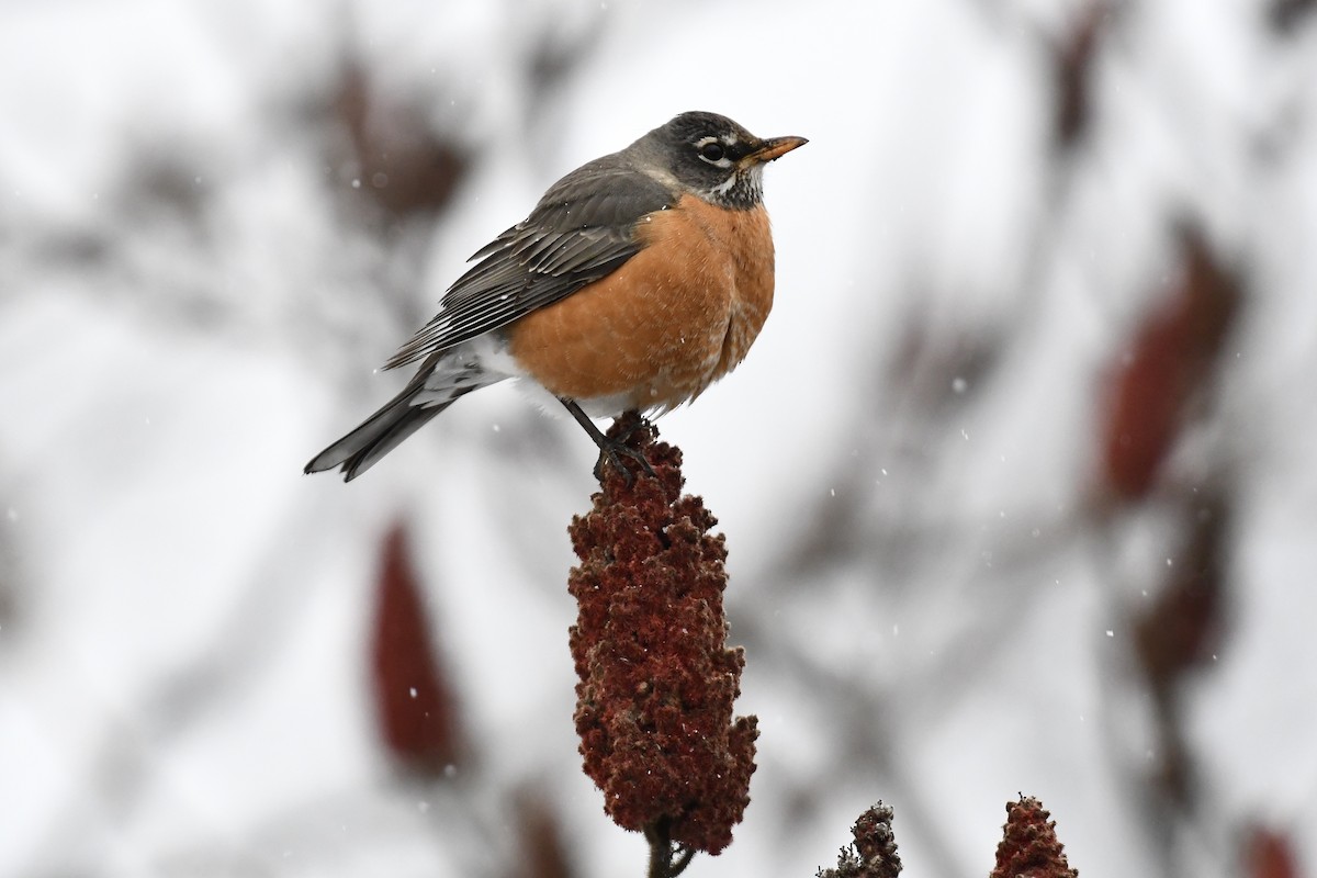 American Robin (migratorius Group) - ML651991488