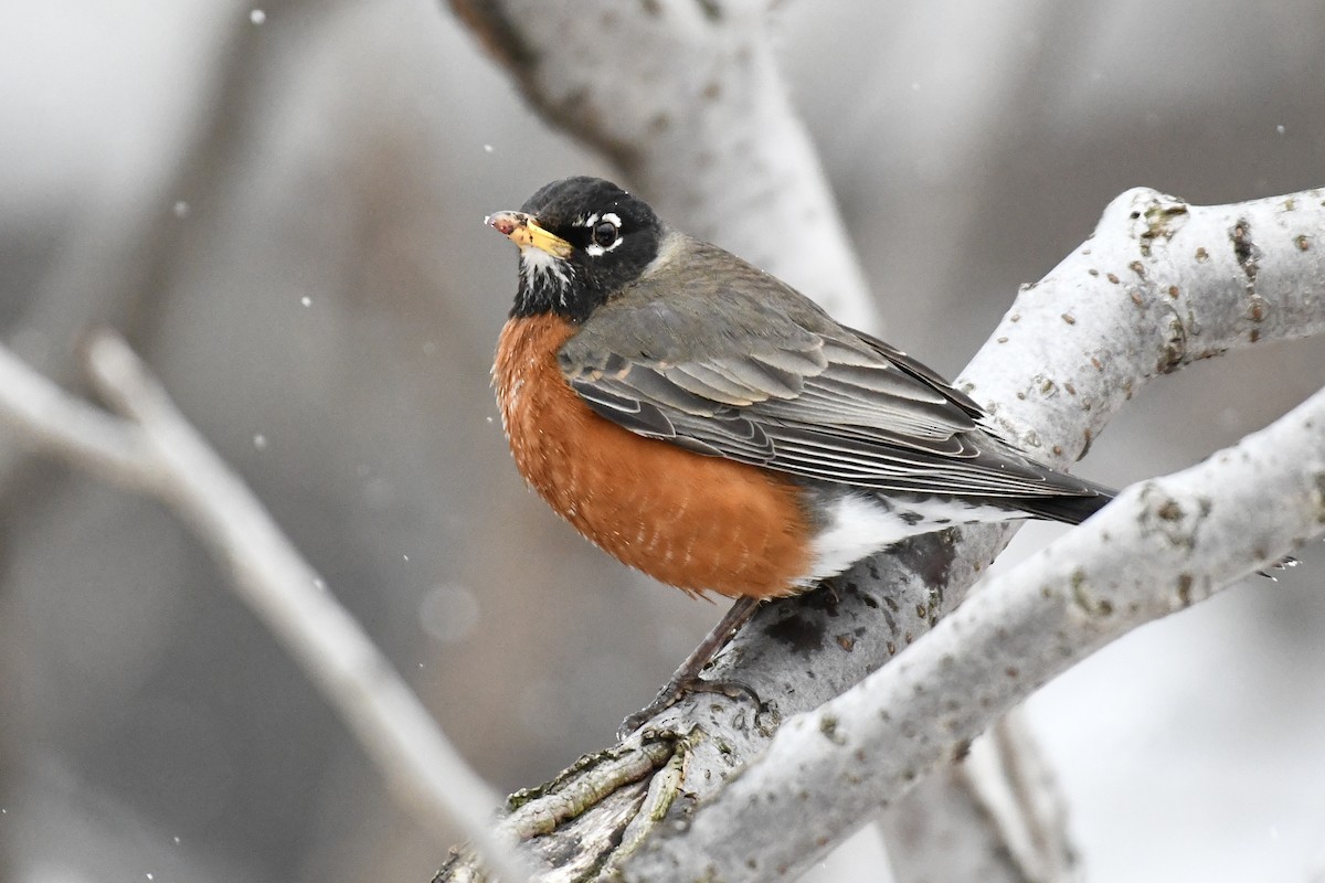 American Robin (migratorius Group) - ML651991494