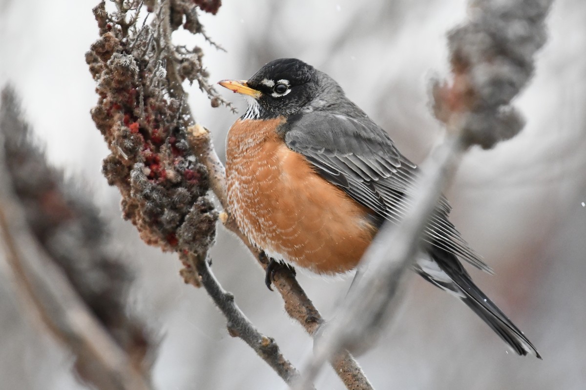 American Robin (migratorius Group) - ML651991495