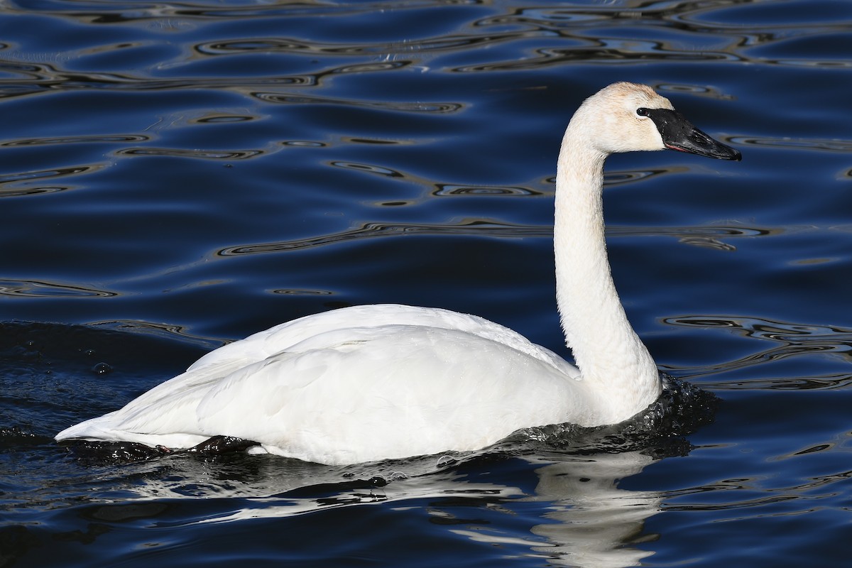Trumpeter Swan - ML651991590