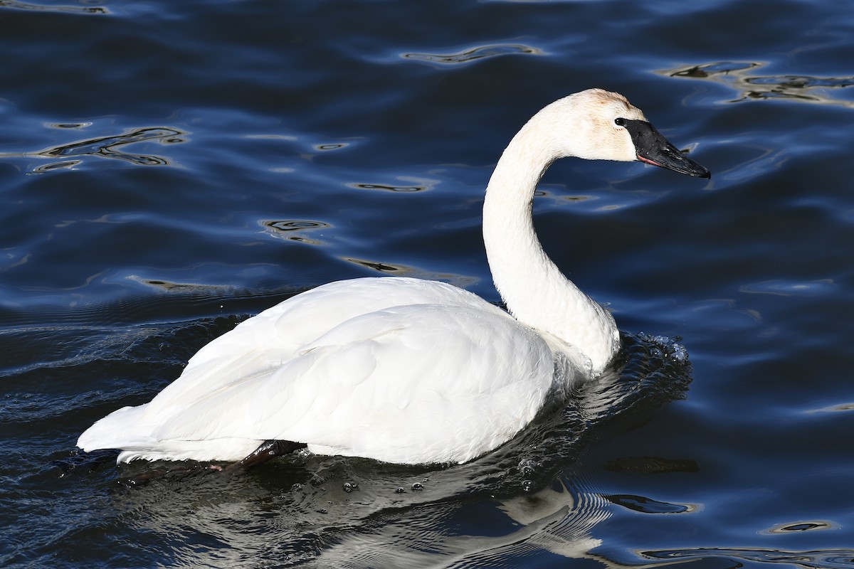 Trumpeter Swan - ML651991596