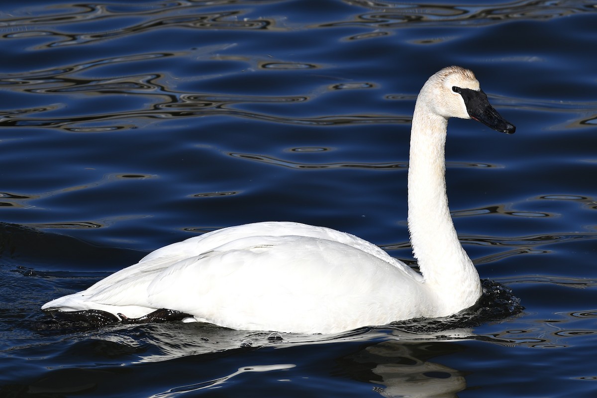 Trumpeter Swan - ML651991600