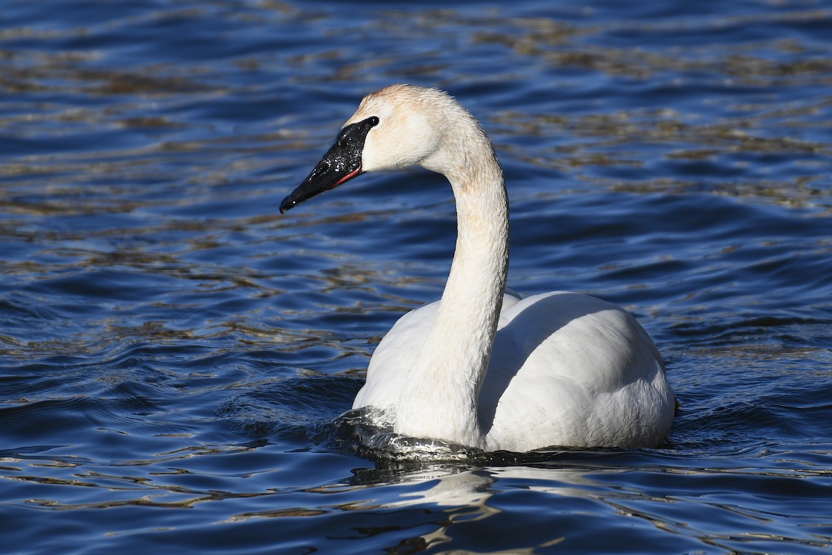 Trumpeter Swan - ML651991612