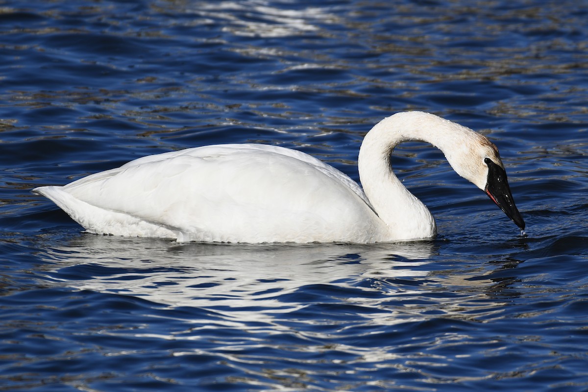 Trumpeter Swan - ML651991613