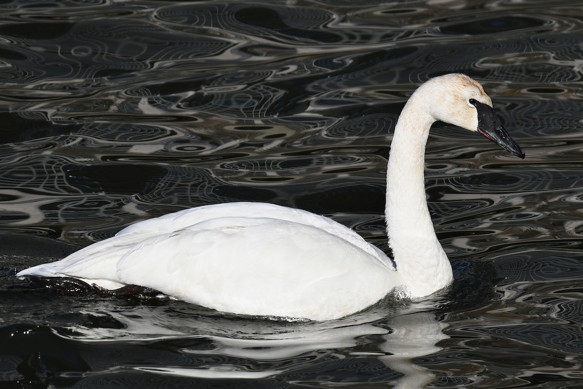 Trumpeter Swan - ML651991617