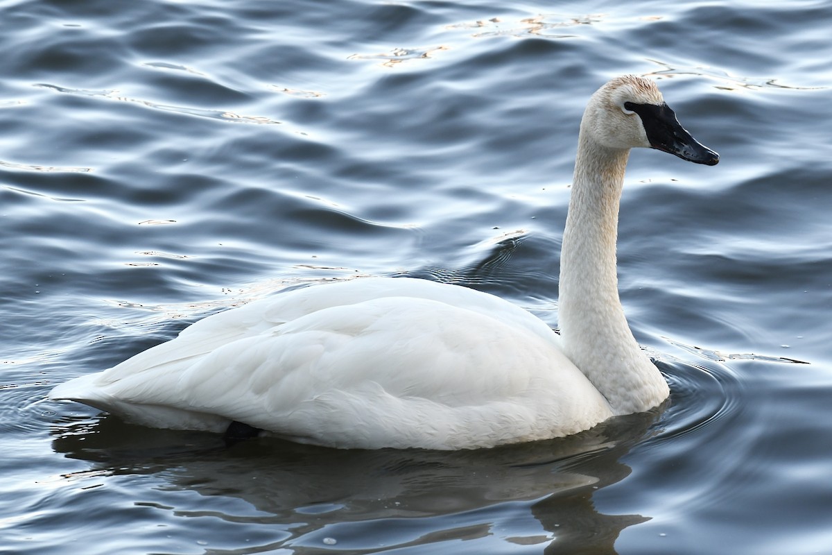 Trumpeter Swan - ML651991621
