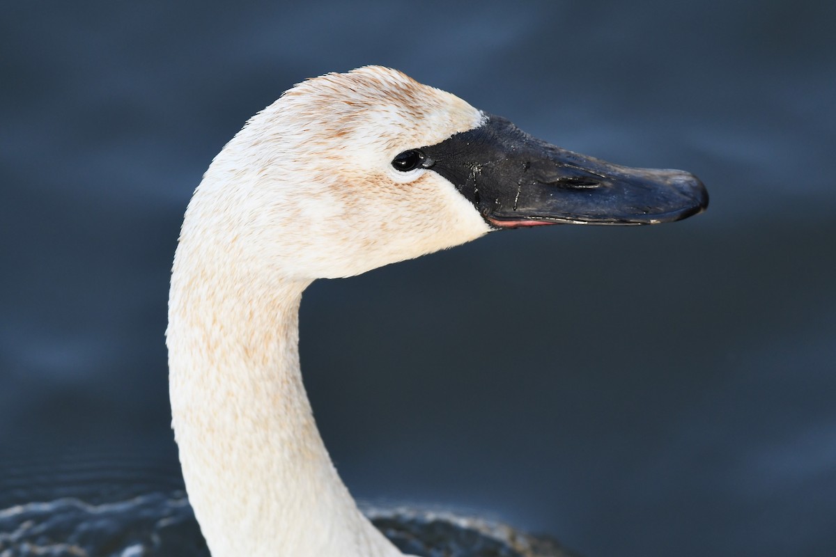 Trumpeter Swan - ML651991624