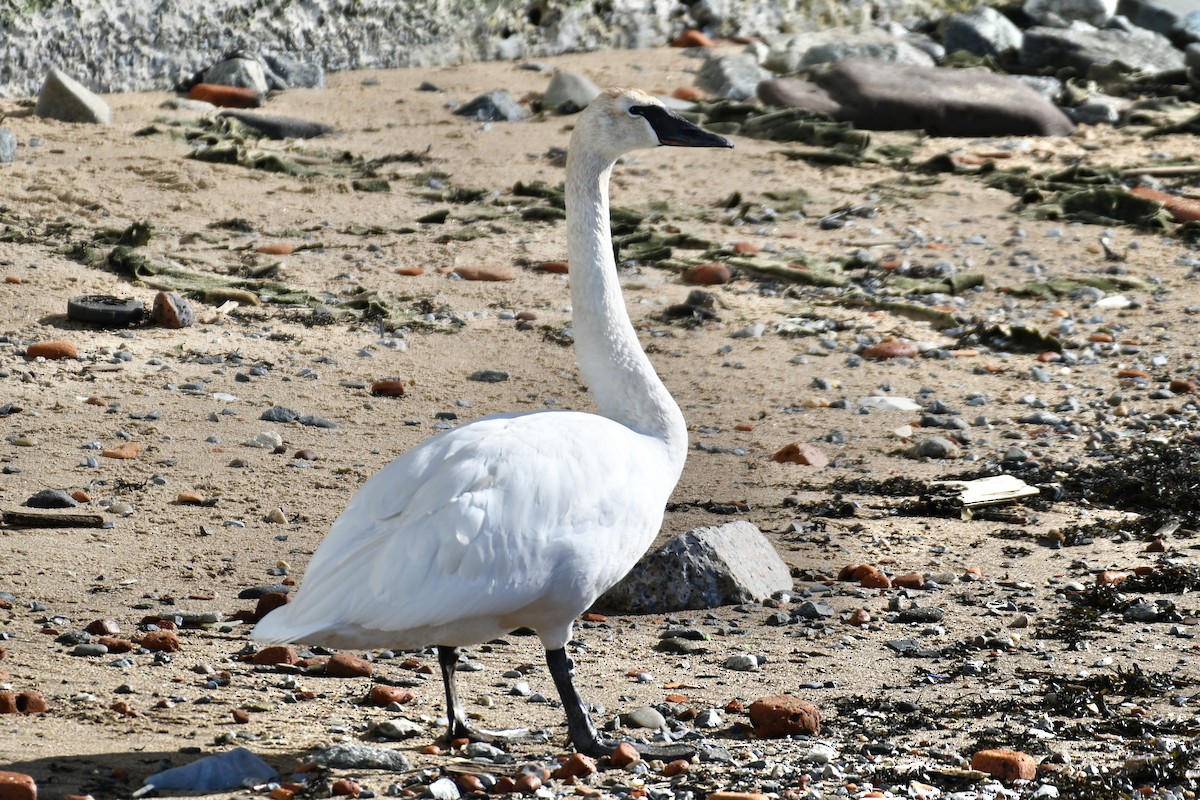 Trumpeter Swan - ML651991628