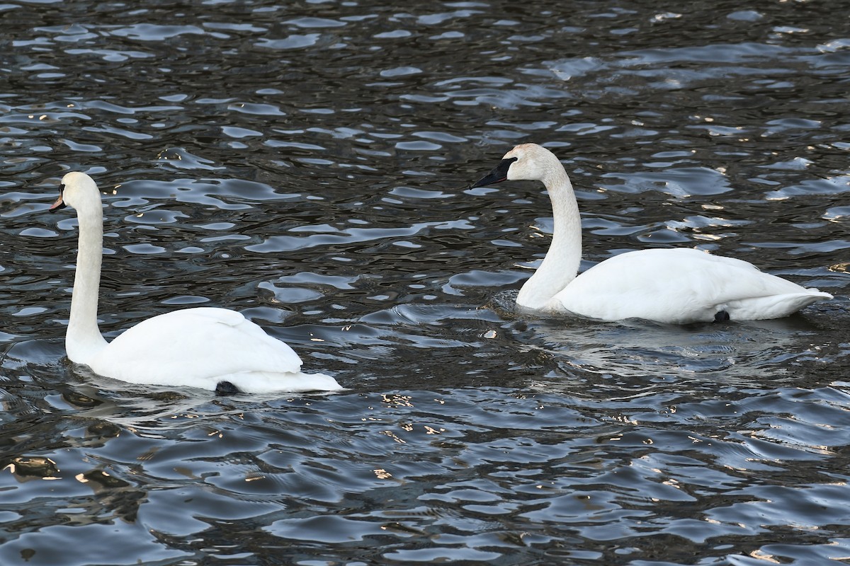 Trumpeter Swan - ML651991636