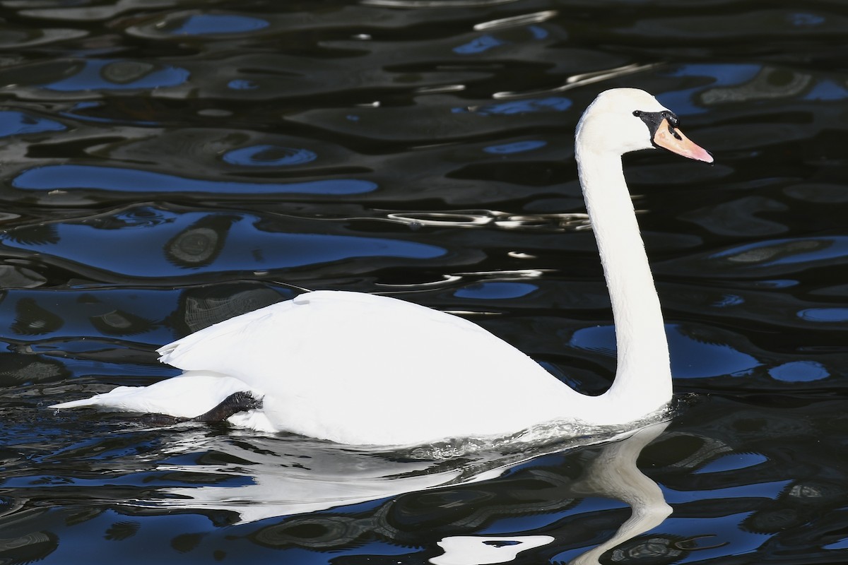 혹고니 - ML651991640