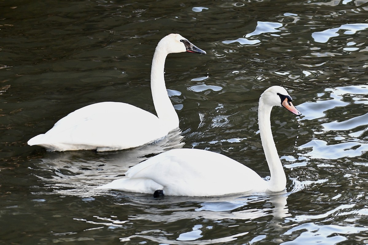 혹고니 - ML651991647