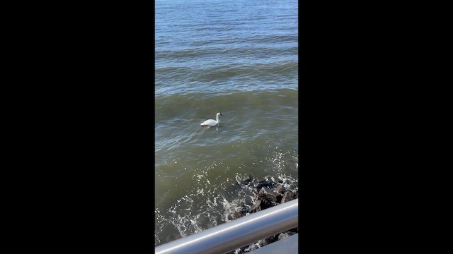 Trumpeter Swan - ML651991652