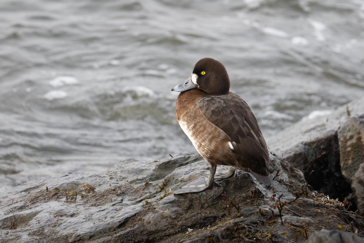 Greater Scaup - ML651992892