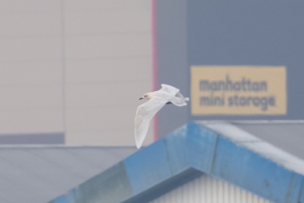 Iceland Gull - ML651992902