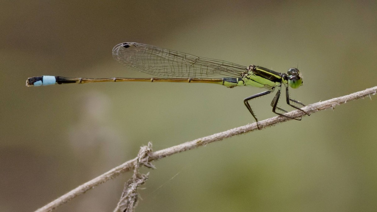 Rambur's Forktail - ML651993311