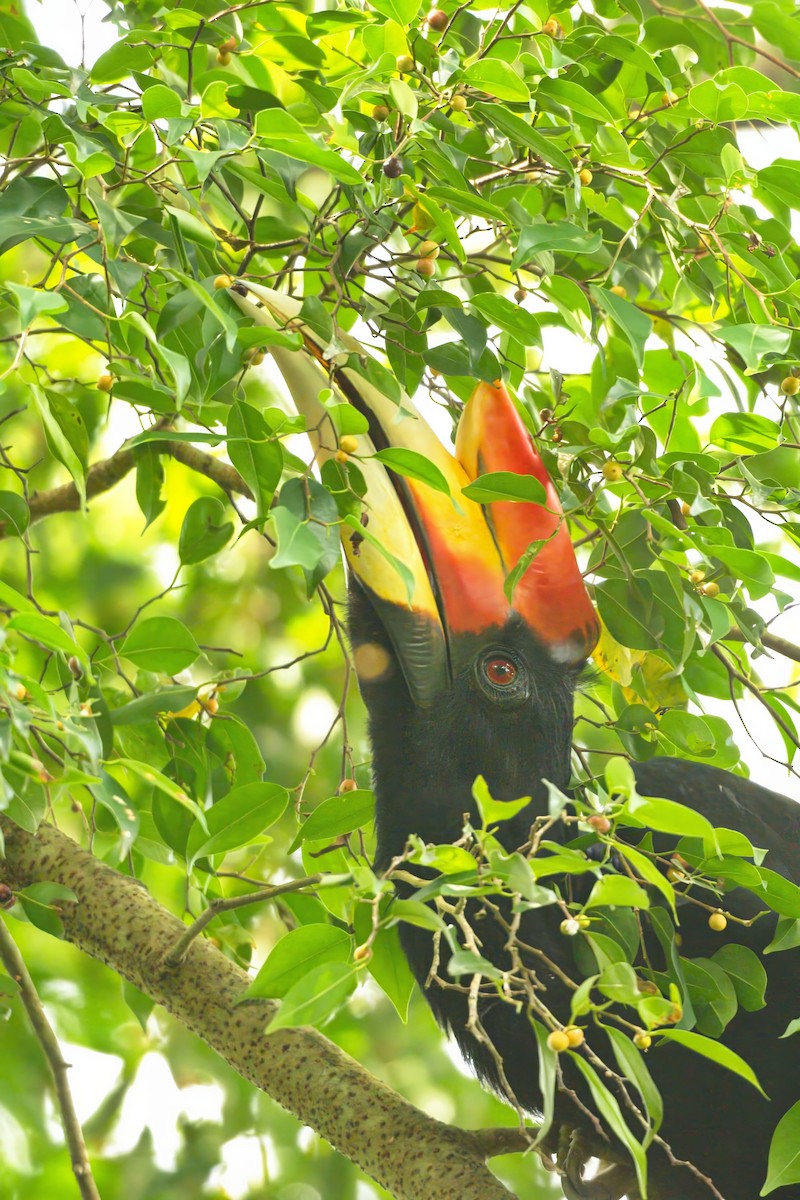 Rhinoceros Hornbill - ML651993461