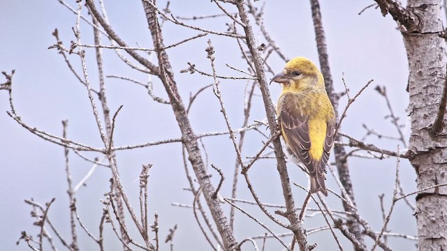 Red Crossbill (Ponderosa Pine or type 2) - ML651993474