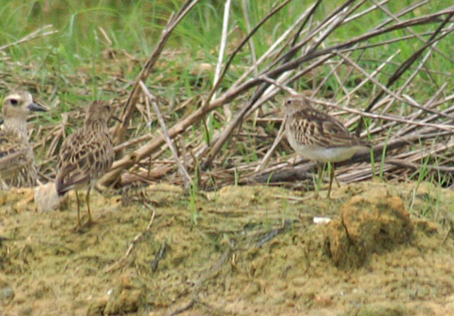 Pectoral Sandpiper - Dave Bakewell
