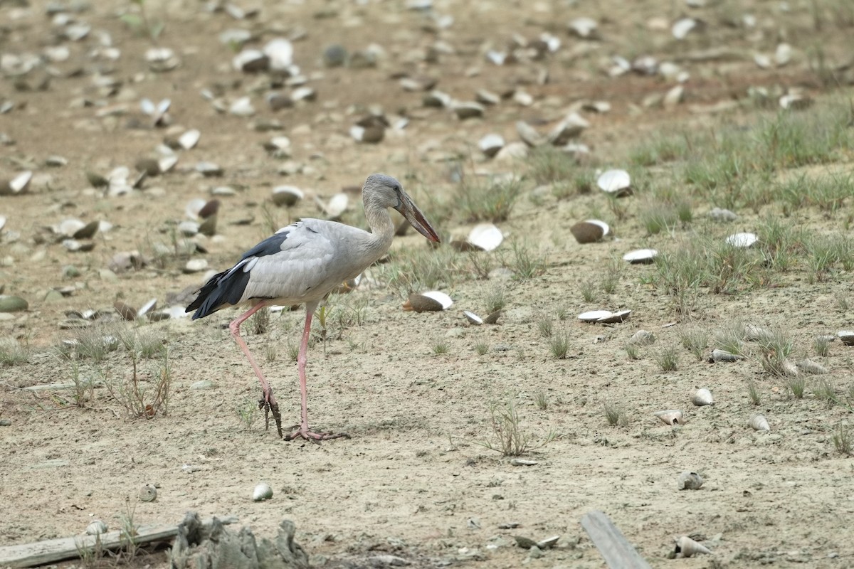 Asian Openbill - ML651993531