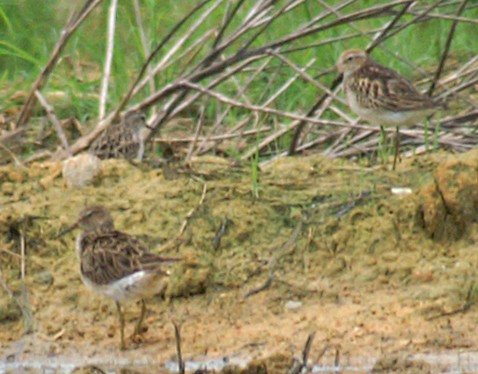 Pectoral Sandpiper - Dave Bakewell