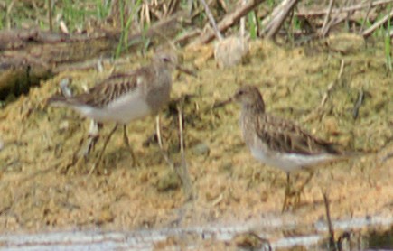 Pectoral Sandpiper - Dave Bakewell