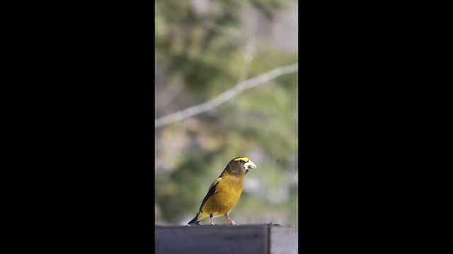 Evening Grosbeak - ML651993953