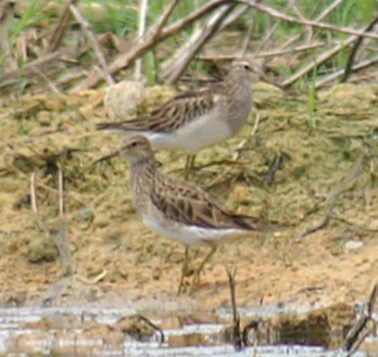 Pectoral Sandpiper - Dave Bakewell