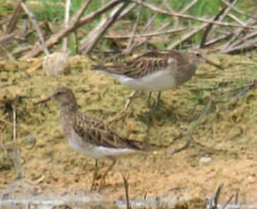 Pectoral Sandpiper - Dave Bakewell