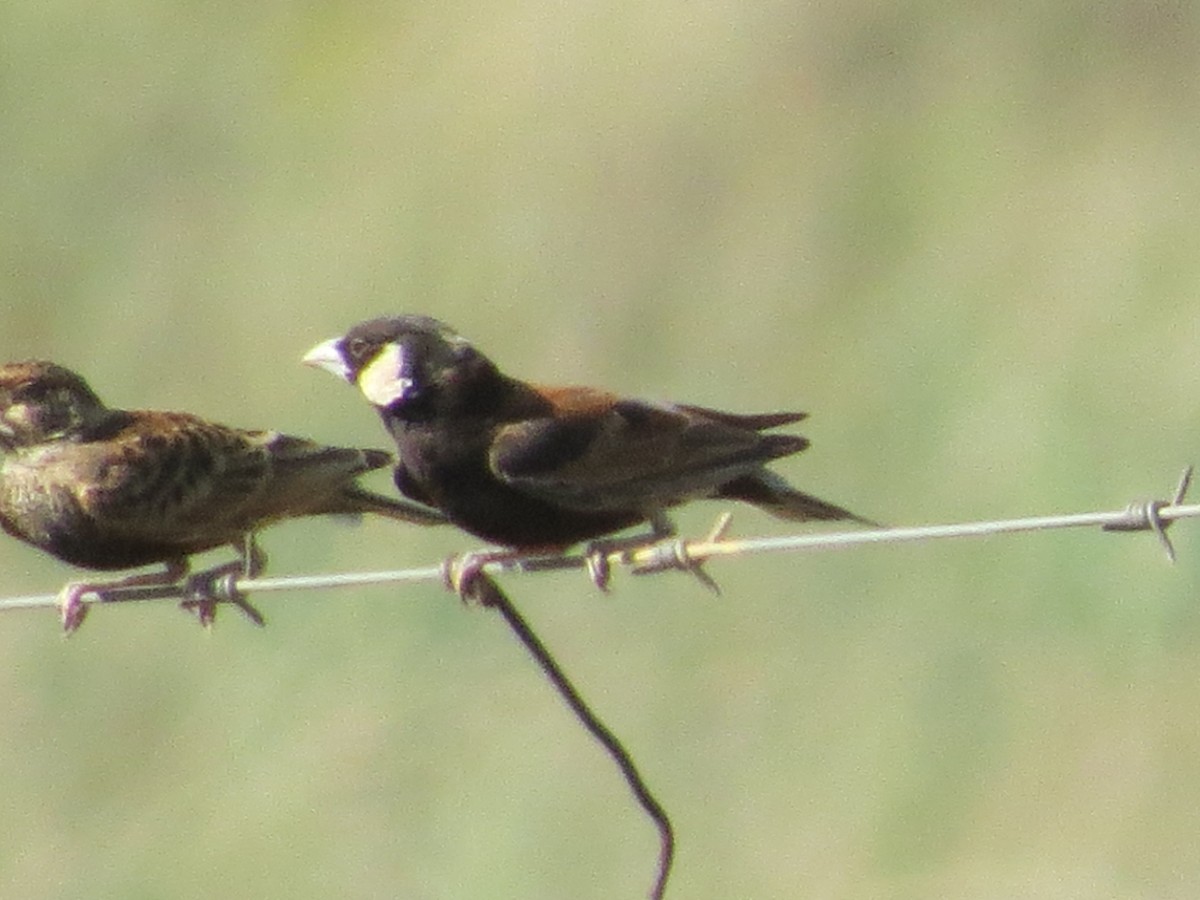 skřivan bělouchý - ML651994150