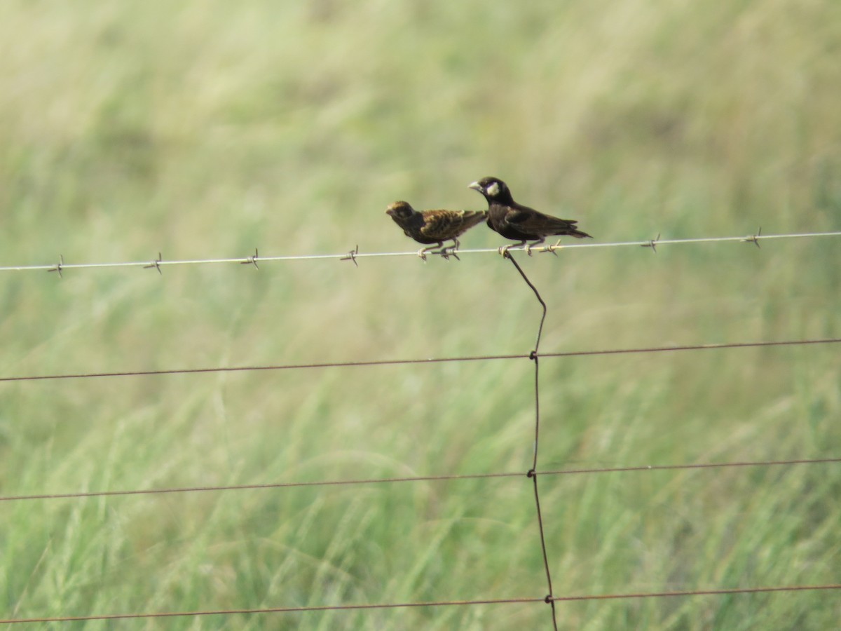 skřivan bělouchý - ML651994151