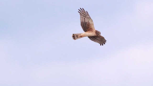 Northern Harrier - ML651994206
