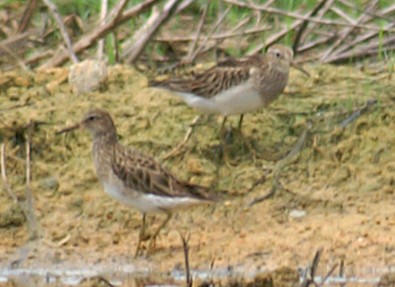 Bécasseau à poitrine cendrée - ML65199431