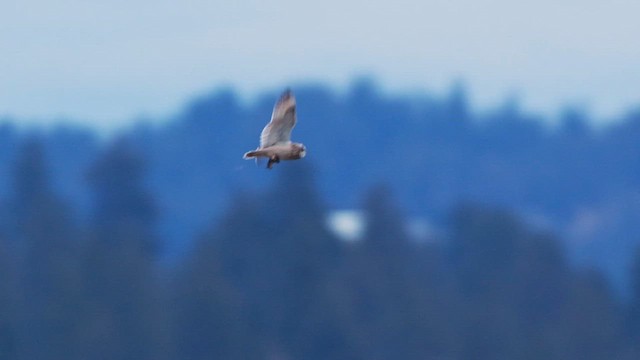 Short-eared Owl (Northern) - ML651994328
