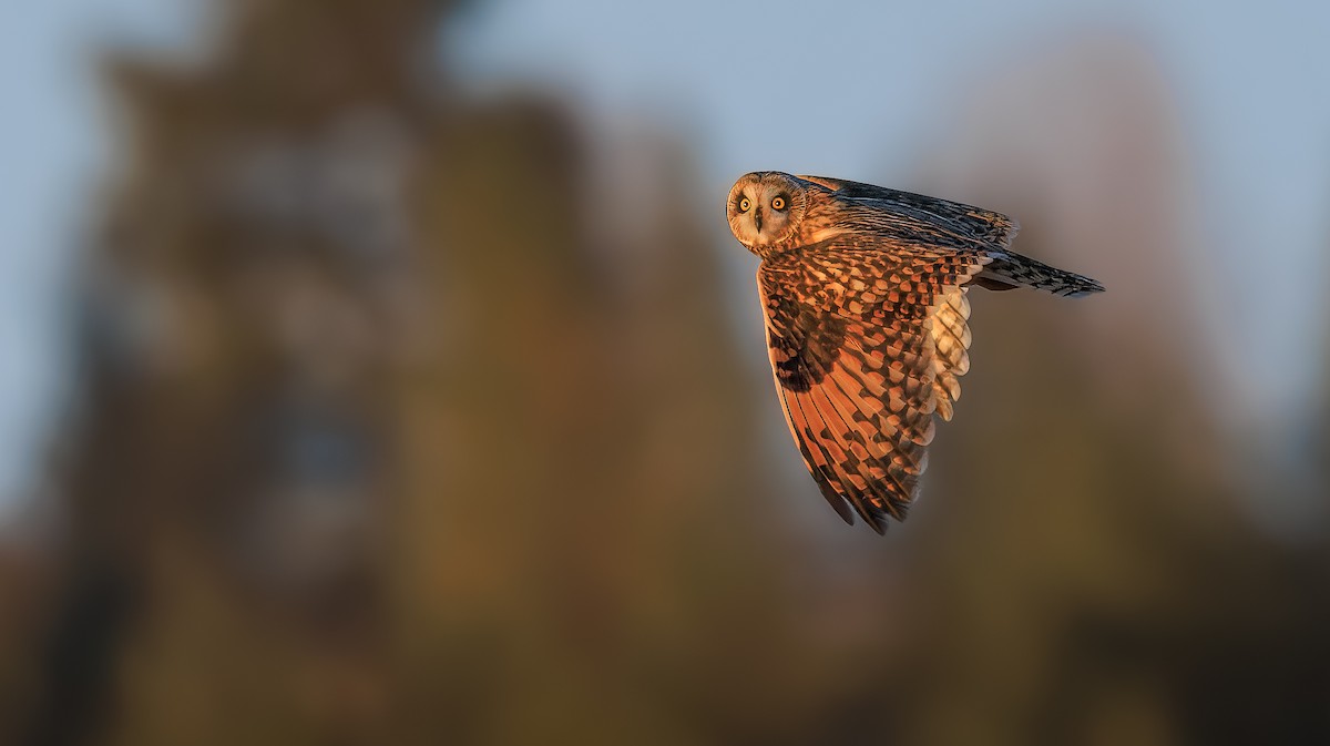 쇠부엉이 (flammeus group) - ML651994357