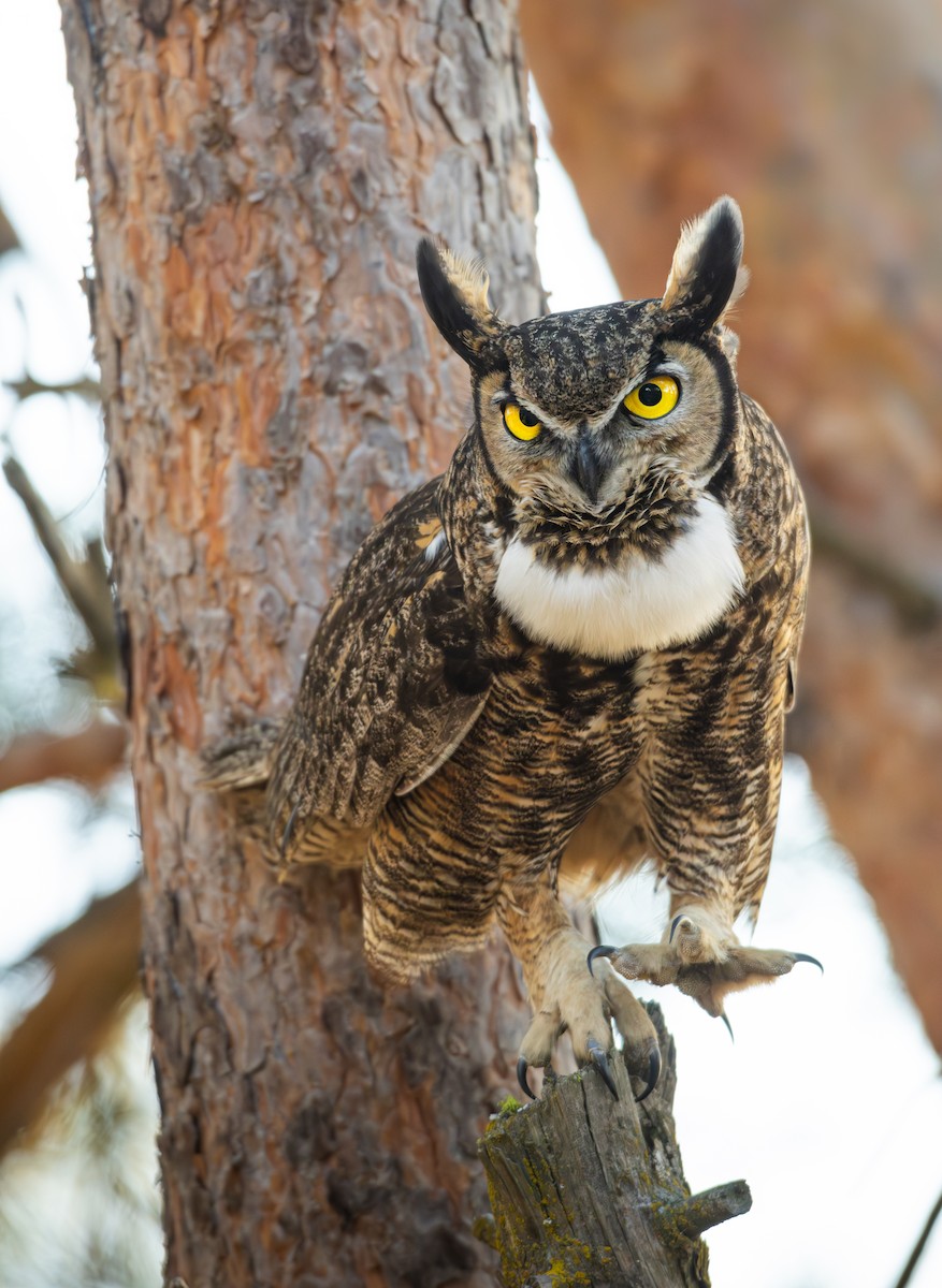 Great Horned Owl (Northern) - ML651994434