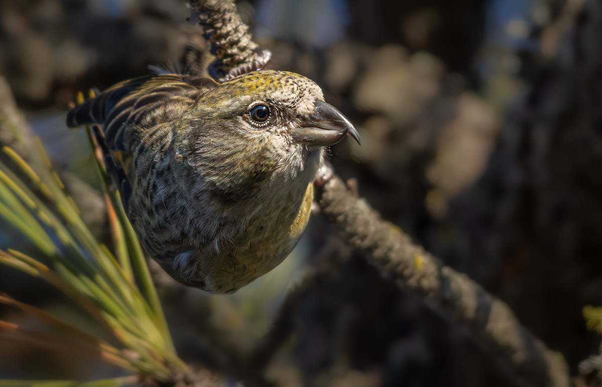 Red Crossbill (Ponderosa Pine or type 2) - ML651994462
