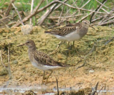 Pectoral Sandpiper - ML65199451