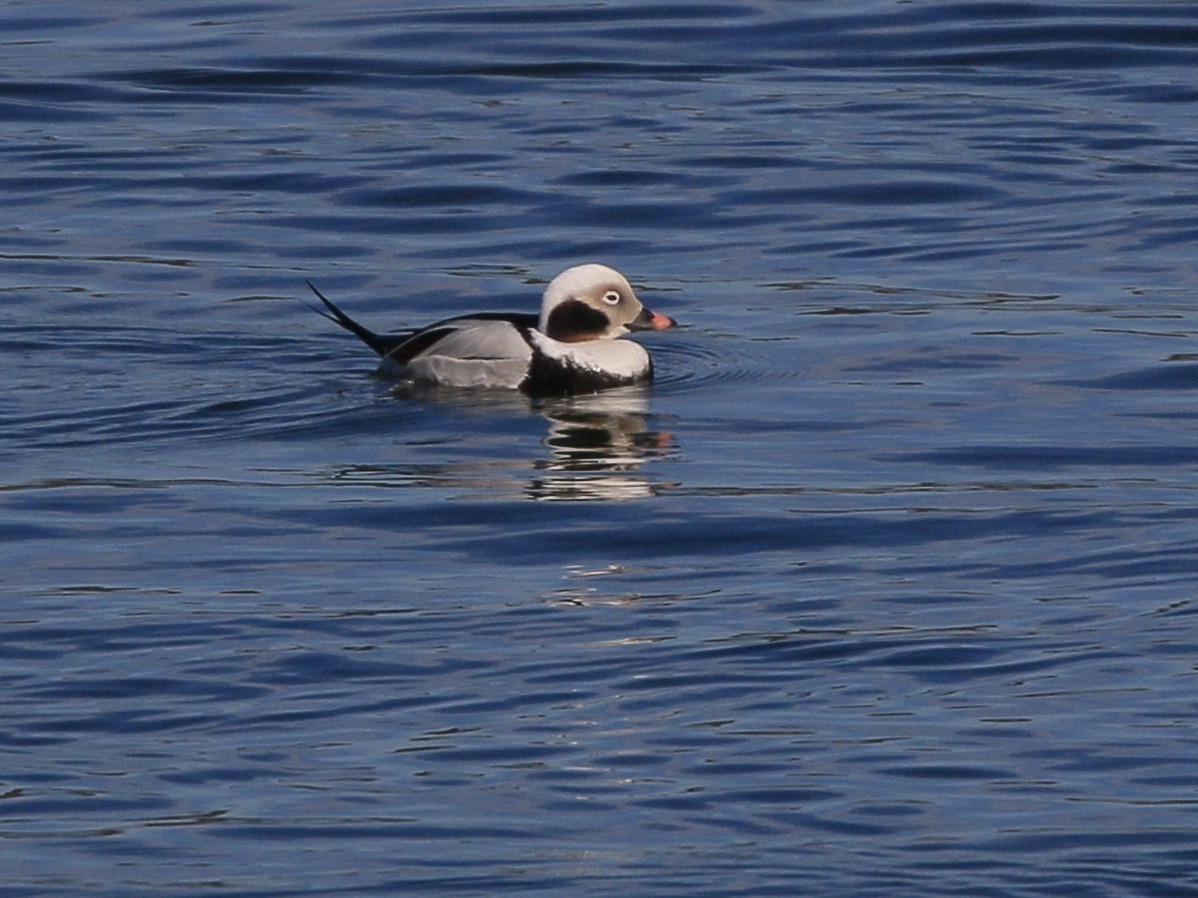 Moretta codona - ML651994592