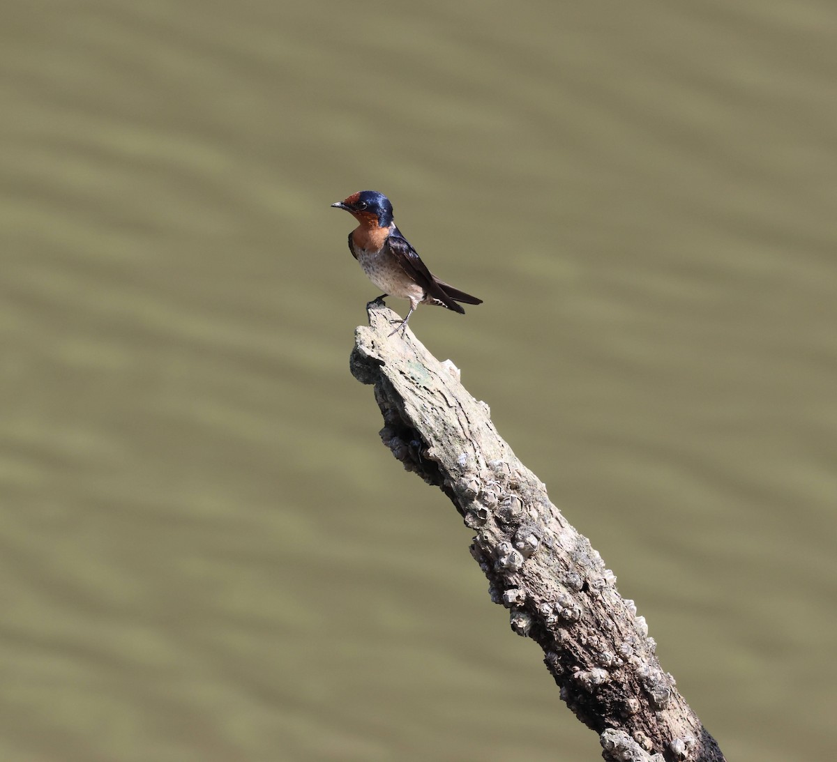 Pacific Swallow - ML651994952