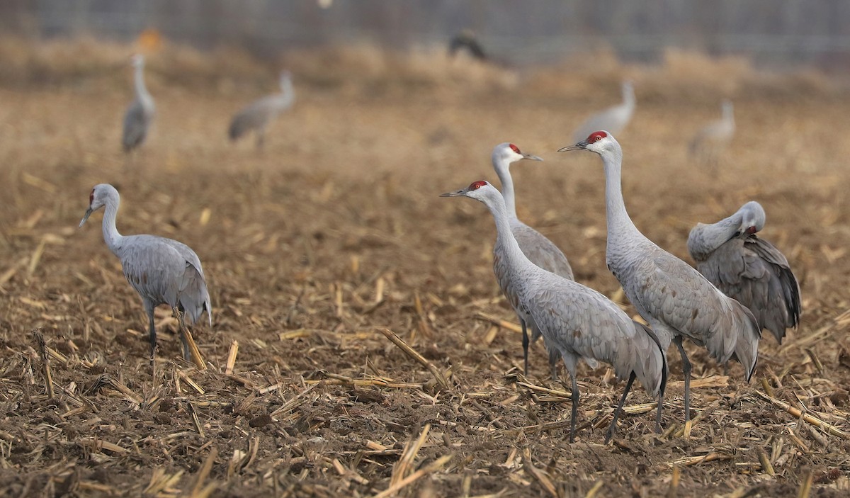 Kanadakranich - ML651995178