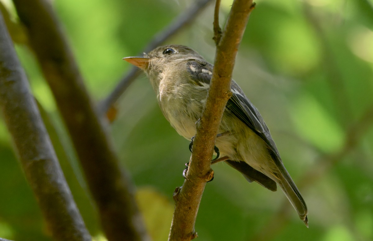 Желтобрюхий мухолов - ML651995237