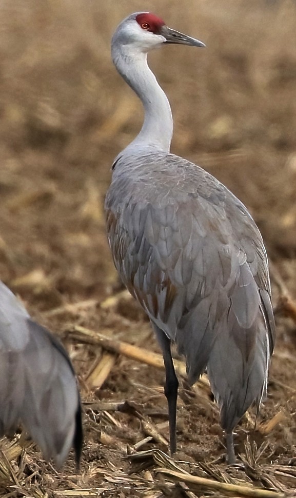 Kanadakranich - ML651995384